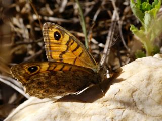 K���k Esmerboncuk&nbsp;(Lasiommata&nbsp;megera)