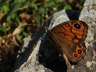 K���k Esmerboncuk&nbsp;(Lasiommata&nbsp;megera)