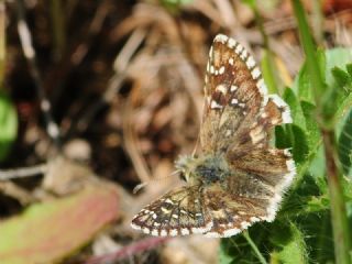 Zeytuni Z�pz�p&nbsp;(Pyrgus&nbsp;serratulae)