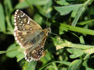 Zeytuni Zpzp (Pyrgus serratulae)