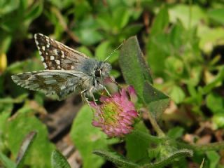 Zeytuni Zpzp (Pyrgus serratulae)