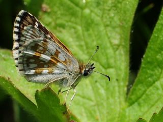 Zeytuni Z�pz�p&nbsp;(Pyrgus&nbsp;serratulae)