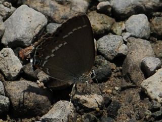 Sevbeni&nbsp;(Satyrium&nbsp;abdominalis)