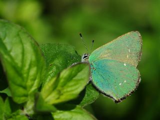 Z�mr�t&nbsp;(Callophrys&nbsp;rubi)