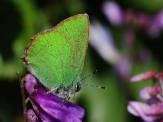 Zmrt (Callophrys rubi)