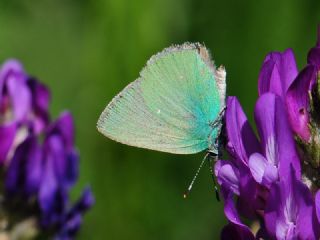 Zmrt (Callophrys rubi)