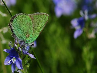 Z�mr�t&nbsp;(Callophrys&nbsp;rubi)