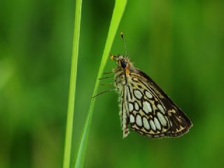 Beyaz Benekli Zpzp (Heteropterus morpheus)