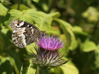 Kara Murat&nbsp;(Brintesia &nbsp;circe)