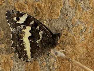 Kara Murat&nbsp;(Brintesia &nbsp;circe)