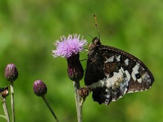Kara Murat (Brintesia  circe)
