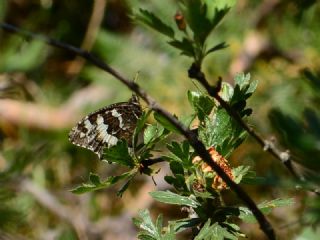 Kara Murat&nbsp;(Brintesia &nbsp;circe)