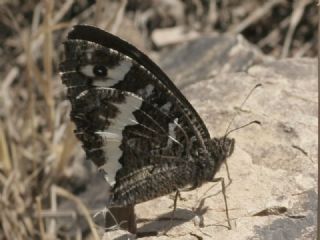 Kara Murat (Brintesia  circe)
