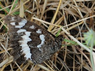 Kara Murat (Brintesia  circe)