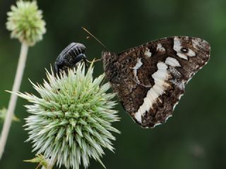 Kara Murat (Brintesia  circe)