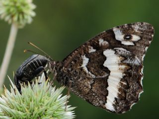 Kara Murat (Brintesia  circe)