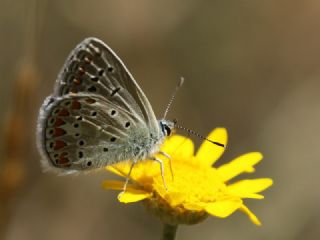 �okg�zl� Menek�e Mavisi&nbsp;(Polyommatus&nbsp;thersites)