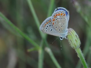 okgzl Meneke Mavisi (Polyommatus thersites)