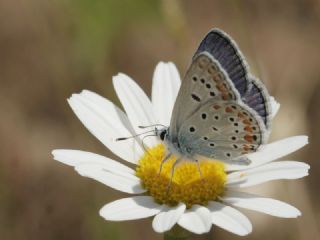 okgzl Meneke Mavisi (Polyommatus thersites)