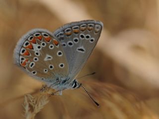 okgzl Meneke Mavisi (Polyommatus thersites)