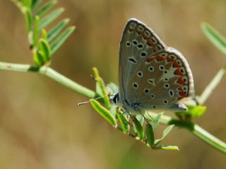 okgzl Meneke Mavisi (Polyommatus thersites)