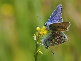 okgzl Meneke Mavisi (Polyommatus thersites)