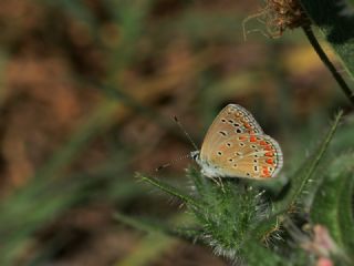 �okg�zl� Menek�e Mavisi&nbsp;(Polyommatus&nbsp;thersites)