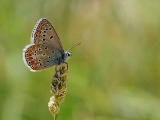 okgzl Meneke Mavisi (Polyommatus thersites)