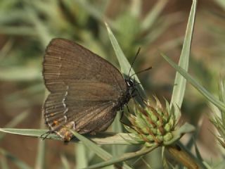 Minik Sevbeni (Satyrium acaciae)