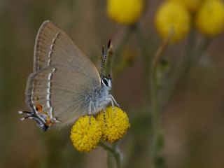 Minik Sevbeni&nbsp;(Satyrium&nbsp;acaciae)