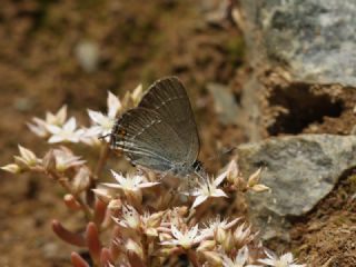 Minik Sevbeni (Satyrium acaciae)