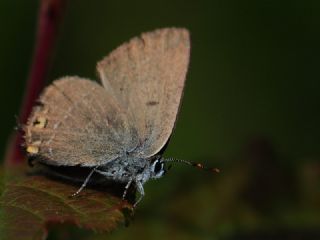Minik Sevbeni (Satyrium acaciae)