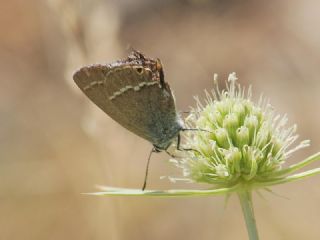 Minik Sevbeni (Satyrium acaciae)