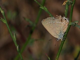 Sevbeni (Satyrium abdominalis)