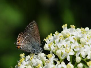 Minik Sevbeni (Satyrium acaciae)