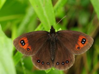 Mecnun Gzelesmeri (Erebia melancholica)