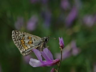 Sar� Bandl� Z�pz�p&nbsp;(Pyrgus&nbsp;sidae)