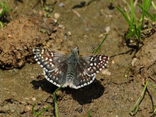 Sarbandl Zpzp (Pyrgus sidae)