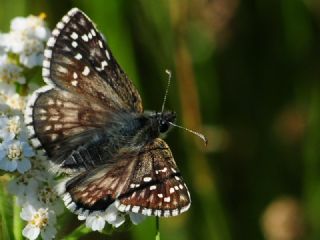 Sarbandl Zpzp (Pyrgus sidae)