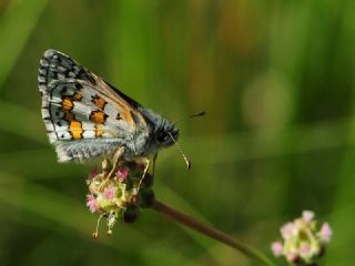 Sar� Bandl� Z�pz�p&nbsp;(Pyrgus&nbsp;sidae)