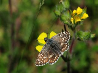 Sar Bandl Zpzp (Pyrgus sidae)