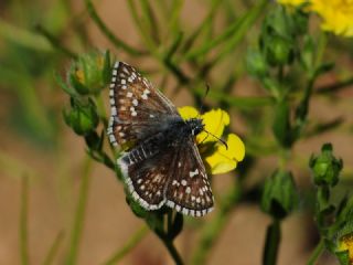 Sarbandl Zpzp (Pyrgus sidae)