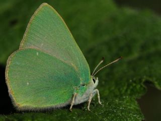 Nahvan Zmrt (Callophrys danchenkoi)