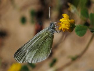 Doulu Narin Orman Beyaz (Leptidea duponcheli)