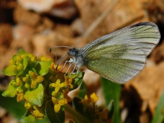 Doulu Narin Orman Beyaz (Leptidea duponcheli)