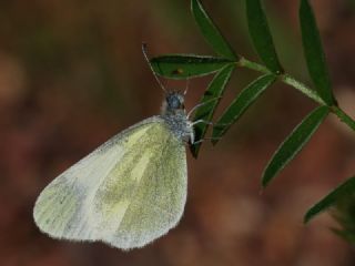 Doulu Narin Orman Beyaz (Leptidea duponcheli)