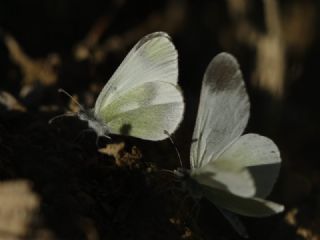 Doulu Narin Orman Beyaz (Leptidea duponcheli)