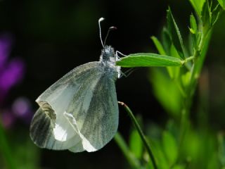 Do�ulu Narin Orman Beyaz�&nbsp;(Leptidea&nbsp;duponcheli)