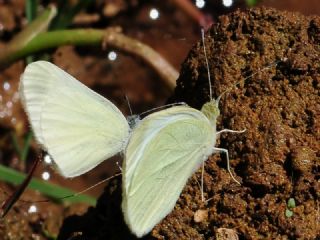 Doulu Narin Orman Beyaz (Leptidea duponcheli)