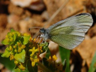 Doulu Narin Orman Beyaz (Leptidea duponcheli)